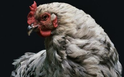 Alektorophobie : une phobie des poulets