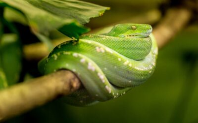 Ophinophobie ou la peur des serpents